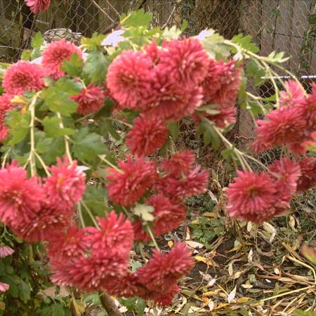 Crizanteme rosii